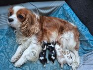 Cavalier King Charles Spaniel Welpen