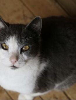 Kuschel-Kater Scrilly sucht Zuhause - Bergkirchen