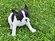 7 französische Bulldoggen - Stendal (Hansestadt) Insel