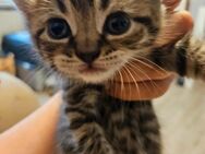 Zuckeesüße Reine BKH Kitten - Dorsten