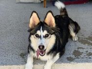 Balto❤️sucht Pflege- oder Endstelle - Rott (Inn)