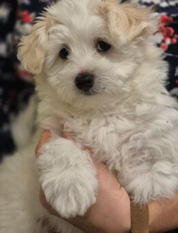 Malteser Mini - Sandhausen