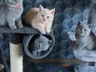 BKH BRITISCH kurzhaar 8 Wochen 🥰!Noch 1 kater und 1 Katze Verfügbar! - Harth-Pöllnitz