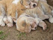 Akita Inu Welpen - Chorin