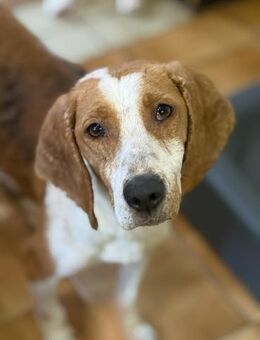 DALIA - verschmust und lernwillig - Aerzen