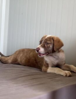 🐾 Fröhliches Welpenmädchen Joy 🧡 - Eislingen (Fils)