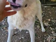 Beau sucht seine Herzensmenschen! - Oberhausen