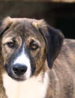 Julius ist so offen und freundlich - Karben