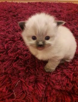 Ragdoll Kitten, reinrassig, bildhübsch, zuckersüß - Wildsteig