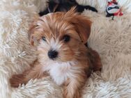 Eksklusiwen Yorkshire Terrier Welpen! - Braunschweig