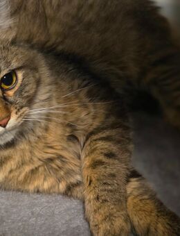 Deckkater simba - Detmold