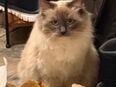 Ragdoll Birma Kater 8Monate sucht tolles Zuhause in 12687