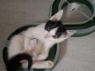 6 süße kitten abzugeben - Nürnberg