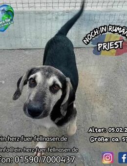 PRIEST - eat, play, love - Waakirchen