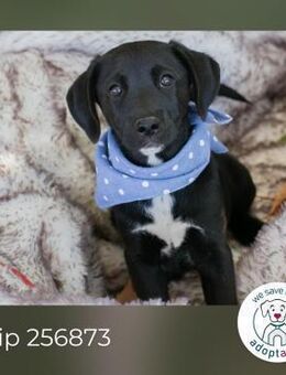 Chip 256873: Hundekind sucht ein Zuhause - Kirchzell