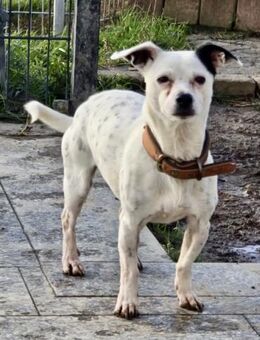 Tina ❤️ lustige Jack Russel Hündin - Messingen