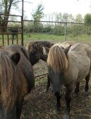 Shetty- konik-Mix Hengstfohlen in 39576