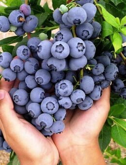Dünger für Blaubeeren Heidelbeeren f. saure Erde PH3,5-5 Schwefelsulfat Granulat - Radolfzell (Bodensee) Zentrum