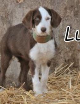 Haben Sie Lust auf Lucia?🥳 - Essingen (Rheinland-Pfalz)