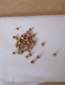 Guaven Samen - Manzana de Peru in 74653