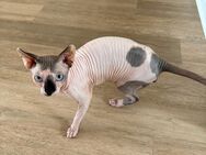 Sphynx Kater - Düsseldorf