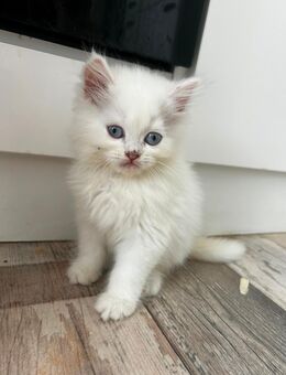 Wunderschöne Blauäugige BLH Kitten abzugeben - Duisburg