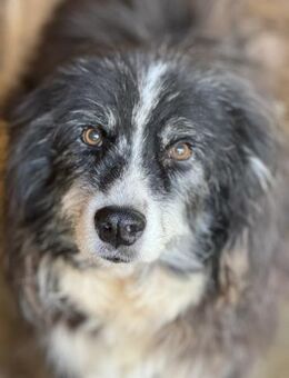 Freddy lernt zu vertrauen 🐾 - Elsdorf (Nordrhein-Westfalen)