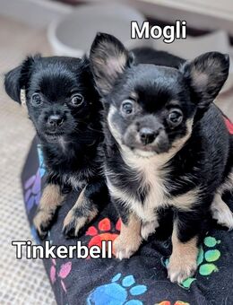 Mogli und Tinkerbell suchen noch Ihren Lieblingsmensch Wurf vom 21.05.2025 - Bechhofen (Bayern)