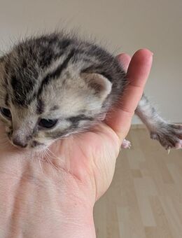 Mama und Katzen baby - Dülmen