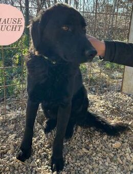 Liebevoller DIPSY sucht Forever Home ❤️ - Saarbrücken