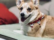 reinrassiger Welsh Corgi Pembroke Deckrüde gesucht - Straubing