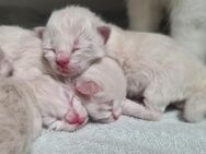 Sibirischer Kater Kitten sucht ab August neues Zuhause - München