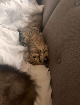 3 Wunderschöne Kitten BKH/BLH ABZUGEBEN - Hambühren