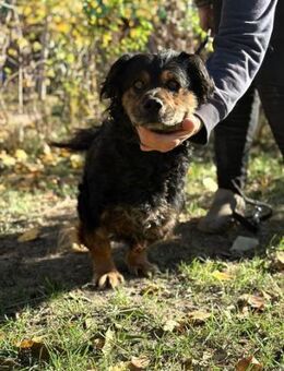 Bongor sucht Familienanschluß - Heinsberg