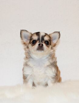 Reinrassige Chihuahua Welpen mit Ahnentafel - Köthen (Anhalt)