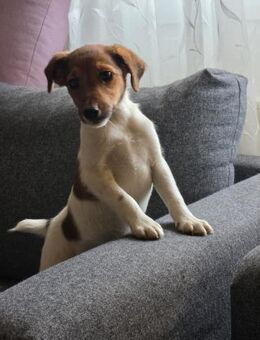 🐾🐶 Ben sucht ein liebevolles Zuhause - Stuttgart