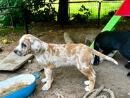 Deutsche Dogge/Bordeauxdogge Mischlinge Welpen - Bleicherode