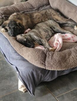 Bounty♀️ Die kuschelige Schlaubergerin - Großefehn