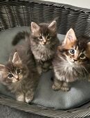 Maine Coon Katze in 49377