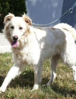 Many ist sanft, ruhig und genügsam - Karben