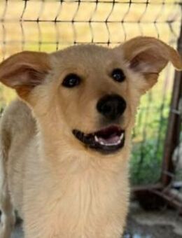 Emma sucht liebe Menschen - Neuhausen (Fildern)