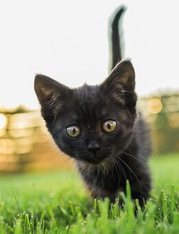 Kitten ab sofort abzugeben - Altenkirchen (Westerwald)
