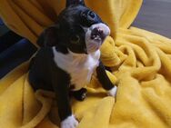 Verspielter Boston Terrier Welpe (Mädchen) sucht Zuhause - Augsburg