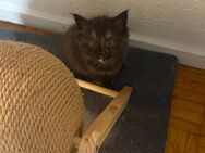 Baby Katzen - Bochum Höntrop