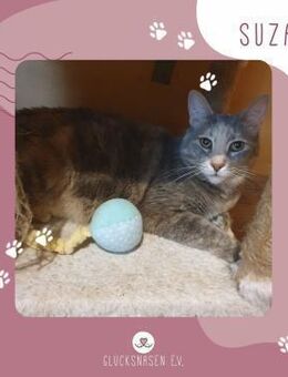 Katze Suzana sucht ihr eigenes Körbchen - Lalendorf