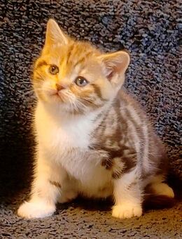 Bezaubernde Britisch Kurzhaar Kitten in seltenen Farben Chocolate & Cinnamon Tabby White - Köln