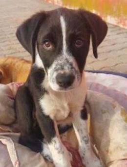 Paolino sucht Familienanschluss - Neuss