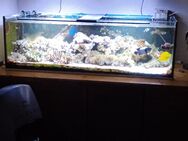 Meerwasseraquarium - Aurich