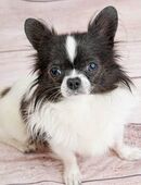 Süßer Chihuahua Hund in 51377