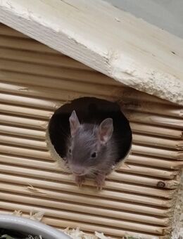 Wunderschöne Degu Kids(m/w) in vielen Farben suchen demnächst ihr First Class Hotel - Hille